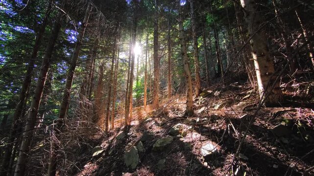 Needle-covered conifer slope with backlight and fallen branches