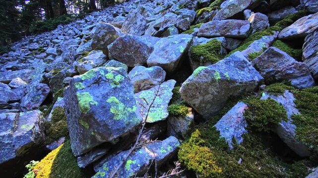 Lichen-covered boulders with moss in rocky forest