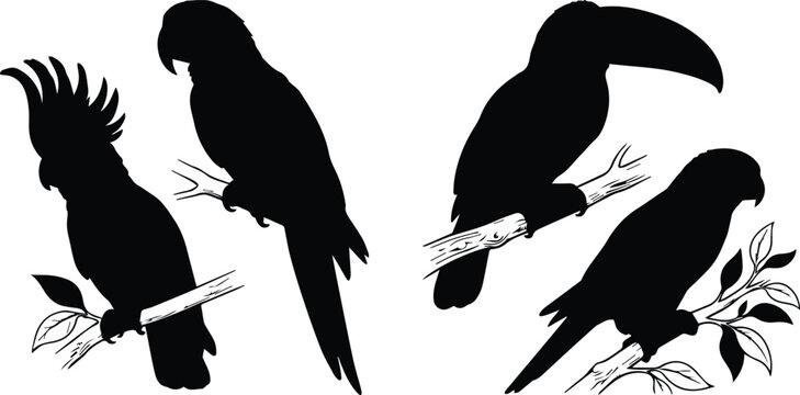 Tropical bird silhouettes set, black parrot and toucan vector icons, exotic cockatoo and macaw bird shapes on branches for nature design