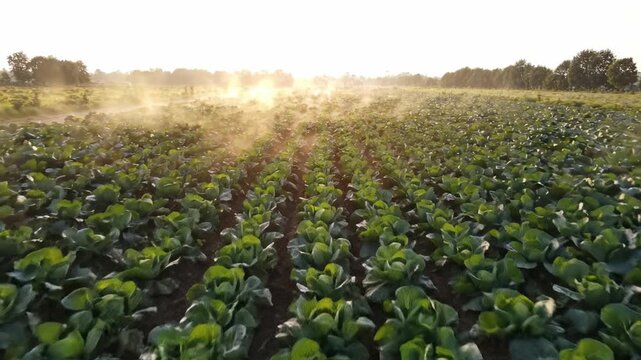 Green field vegetable agriculture crop farm sunrise rows outdoor nature fresh healthy leaf growth soil landscape farming rural plant organic environment morning garden produce cabbage field sunlight