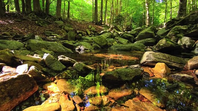 Clear woodland creek with mossy rocks and green reflections