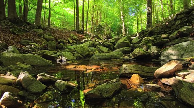 Clear shallow forest stream flowing around mossy boulders