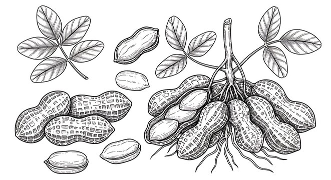 A detailed line drawing of a plant with pods and leaves, showcasing its roots and scattered seeds