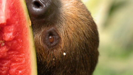 Extreme Close Up of a Brown Sloth Eating a Red Watermelon © blueringmedia