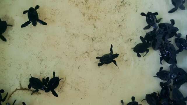 Baby Sea Turtles On Sandy Beach