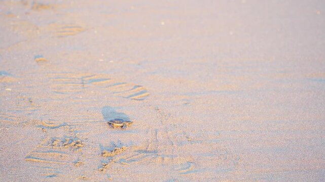 Tiny Sea Turtle Crossing Pale Sand