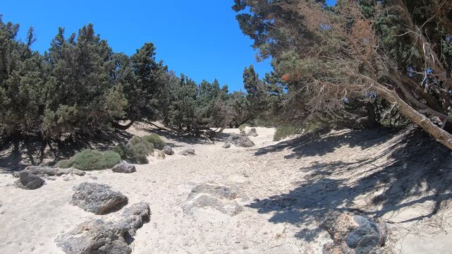 A hyperlapse video of a walk among the juniper cedar trees trees at Kedrodasos Beach in Crete.