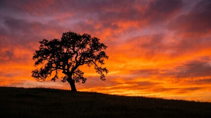 Fototapeta premium sunset in the forest
