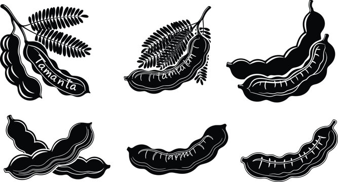 Black and white tamarind fruit vector illustration set, tropical food design, detailed tamarind pod silhouette, botanical organic plant art