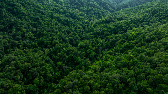 Forest and tree landscape texture abstract background, Aerial top view forest atmosphere area, Texture of forest view from above, Ecosystem and healthy ecology environment concepts.