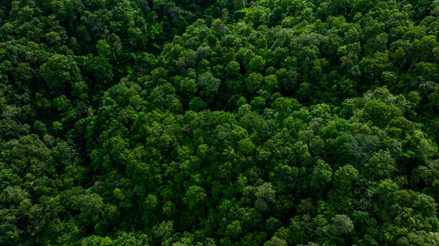 Forest and tree landscape texture abstract background, Aerial top view forest atmosphere area, Texture of forest view from above, Ecosystem and healthy ecology environment concepts.