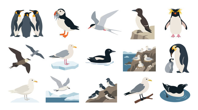 Flat Vector Wildlife Ecology Illustration Set: Diverse Arctic and Antarctic Polar Seabirds Collection