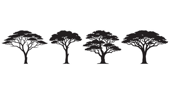 Four Acacia Trees In Silhouette Against A White Background Silhouette