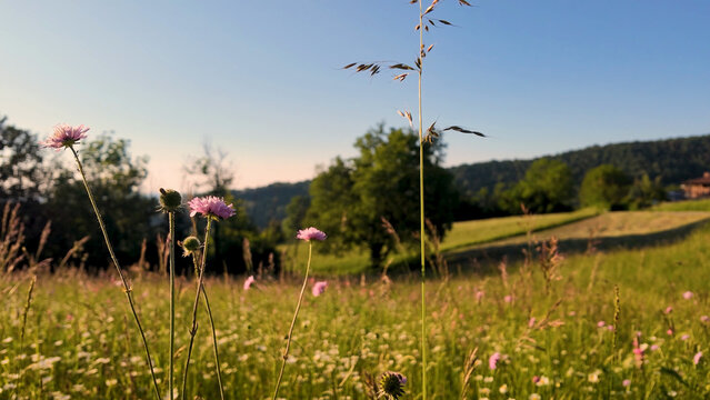Pink Wildflowers in a Sunny Summer Meadow at Golden Hour
