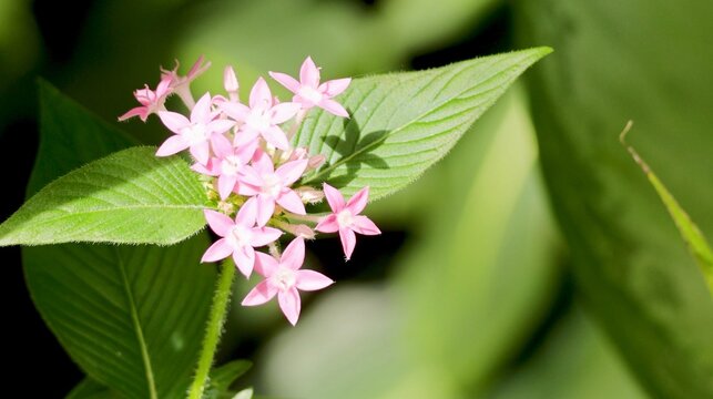 Close-up of Small Pink Pentas Flowers in a Tropical Garden