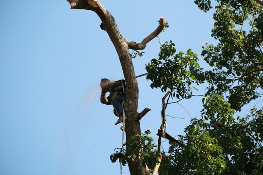 An arborist climbs a tall tree secured with a safety strap while operating a chainsaw to remove large branches high above ground, conveying risk, focus and outdoor tree maintenance work.