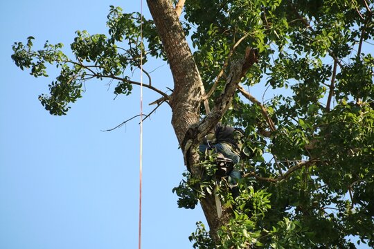 An arborist climbs a tall tree secured with a safety strap while operating a chainsaw to remove large branches high above ground, conveying risk, focus and outdoor tree maintenance work.