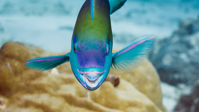 Colourful tropical parrotfish swimming in coral reef underwater