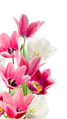 Obraz premium Colorful tulips stand together in a bright display with water droplets on petals in a simple setting isolated on transparent background, PNG file