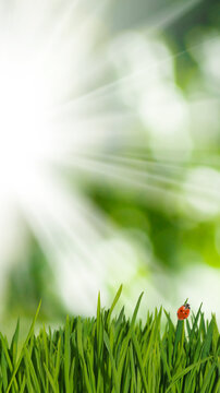 Sunlight beams down on lush green grass where a small ladybug is resting. The scene is set in a garden on a clear, sunny day, providing a vibrant display of nature.