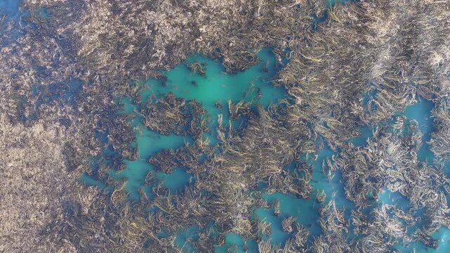 Drone footage captures the intricate patterns of a dense breathing kelp forest ecosystem teeming with life beneath the surface