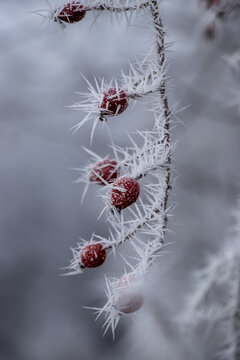 Vertical close up of frozen dog rose hips with icy crystals in winter forest.