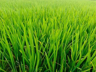 Obraz premium Green Rice Field Agricultural Crop Green Rice Crop Growing In Agricultural Field Lush Paddy Field In Natural Farm Landscape Healthy Rice Plants In Sustainable Agriculture Fresh Green Rice Field Backgr