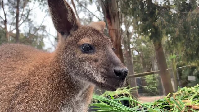 Close-up of a wallaby eating fresh green grass in a natural habitat