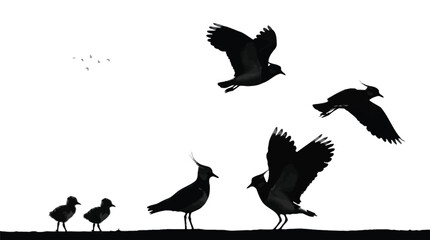 Fototapeta premium Detailed black vector illustration featuring a group of wild lapwing birds flying and standing together