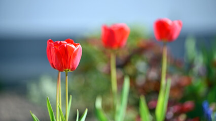 Fototapeta premium Tulipa. red tulips. beautiful flowers blooming in spring on a flower bed in the garden. delicate red tulips. floral holiday background. spring flowers, a gift to your girlfriend, close-up