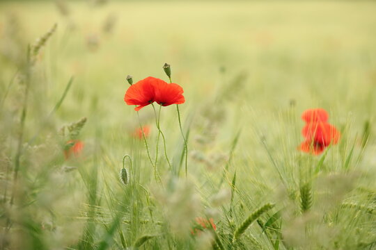 Poppy in the field in the morning. Poland.