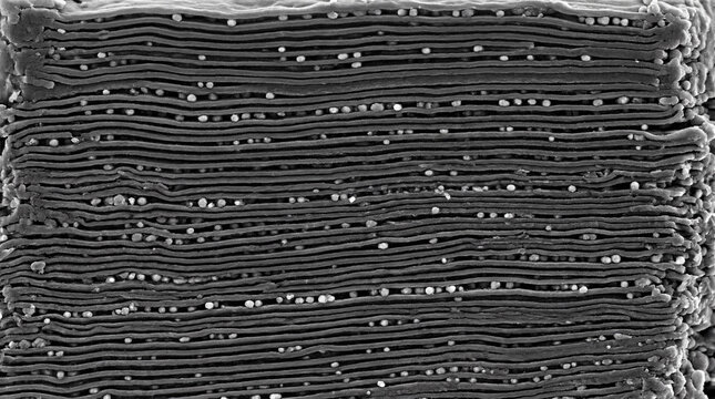 Scanning Electron Microscope SEM Imagery Of Graphite Anode Lattice Showing Perfect Carbon Structure Details Science
