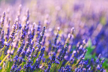 Obraz premium Provence, France. Lavender fields detail on the Plateau of Valensole.