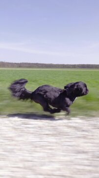 Excited dog running fast on countryside gravel road side shot tracking