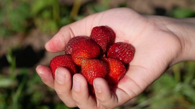 Ripe red strawberry in a child's hand against a strawberry patch. Growing and harvesting fresh berries in the garden. Sweet natural dessert rich in vitamins and healthy nutrition.