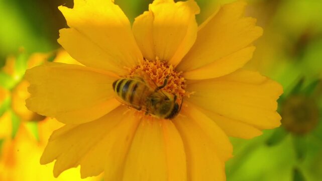 Macro. The honey bee collects pollen from a Lanceleaf Coreopsis flowers. Collects nectar