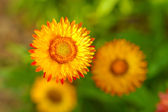 Bright yellow and orange paper daisies (Xerochrysum bracteatum)