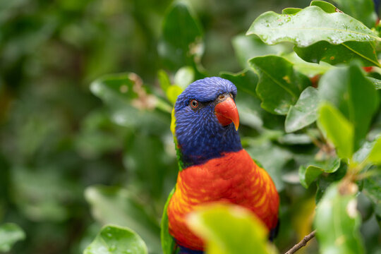 Close up portrait of a rainbow lorikeet (Trichoglossus moluccanus) in a green bush