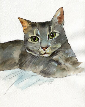 Splendido dipinto ad acquerello di un gatto domestico tigrato grigio disteso con grandi occhi verdi espressivi, illustrazione artistica fatta a mano su sfondo bianco