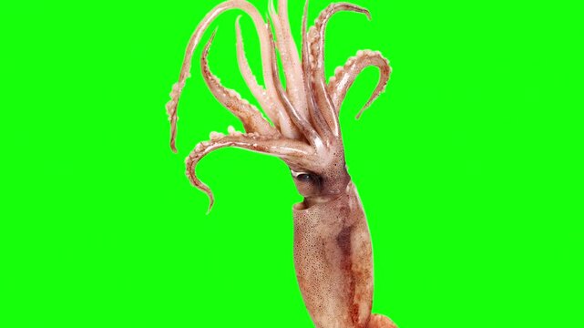 Squid swimming on chroma key green screen background