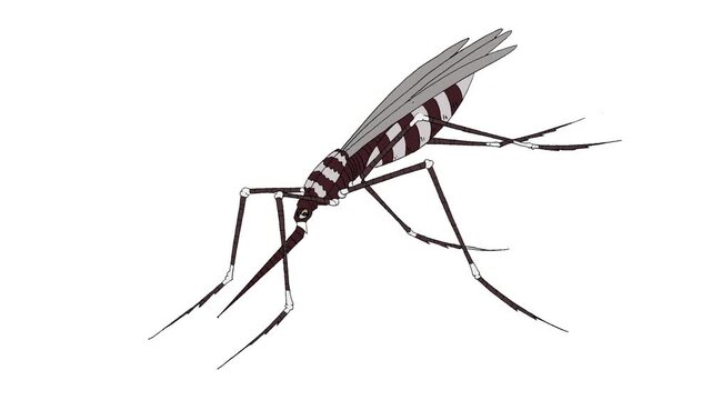 Hand-drawn striped mosquito illustration for animation. Vector character asset isolated on white for dengue prevention, health awareness, and pest control