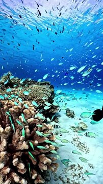 Vibrant Coral Reef with Schools of Tropical Fish Underwater