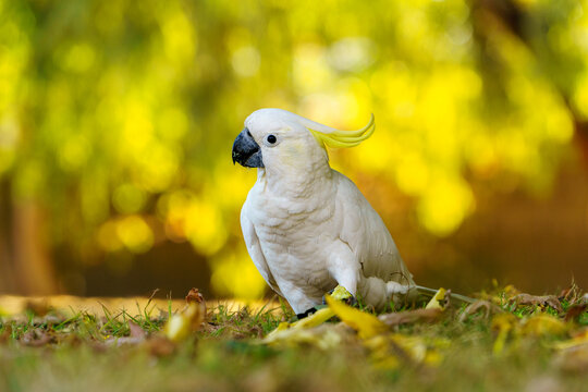 Sulphur-crested cockatoo walking on the ground in close up, eye level
