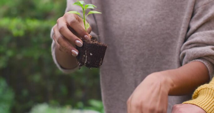African American couple in yard grey sweater holder showing seedling helper steadying for planting