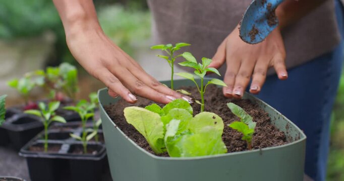 African American woman planting seedlings in planter outdoors, scooping soil with trowel to secure