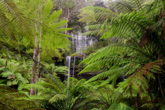 Russell Falls Waterfall surrounded by the lush green ferns and foliage