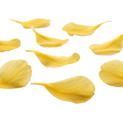 Naklejka premium Delicate vibrant yellow flower petals with intricate veins scattered randomly on a transparent surface with soft diffused lighting and serene minimalist atmosphere