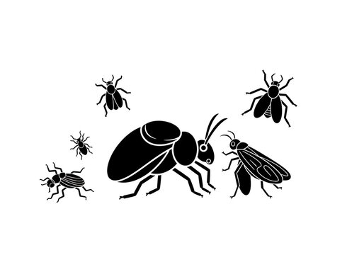 Black Beetles Group Isolated on White Background