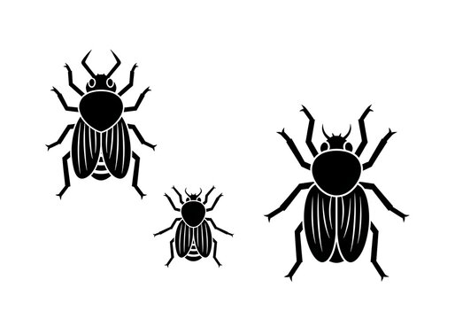 Black Beetles Isolated on White Background