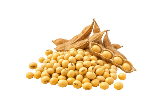 Golden yellow soybeans with dried brown soybean pods isolated on a white background. Agricultural harvest concept featuring mature soybean seeds and open pods, symbolizing organic farming, plant-based